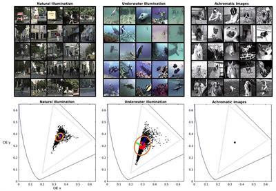 Alignment of color discrimination in humans and image segmentation networks